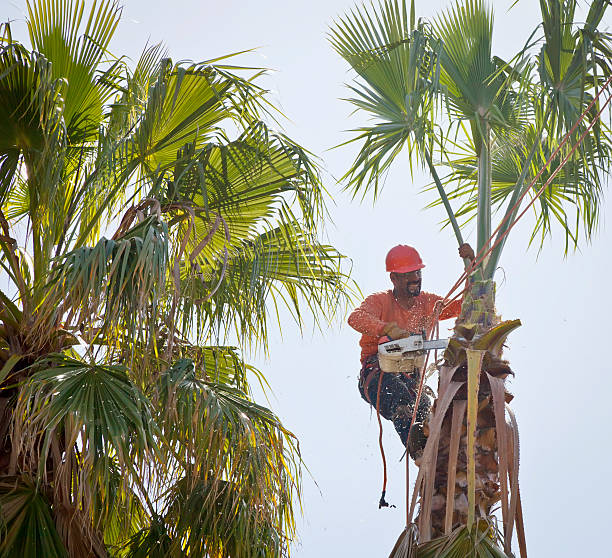 Reliable Lockhart, FL Tree Removal Solutions