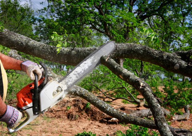 How Our Tree Care Process Works  in  Lockhart, FL